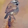 Black-throated-sparrow-paint-by-number