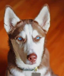 Brown-White-Serbian-Husky-paint-by-numbers