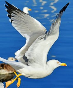 Gull-Flight-Bird-paint-by-numbers