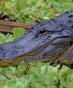 black-alligator-in-swamp-paint-by-number