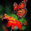 colorful-butterfly-on-flower-paint-by-numbers