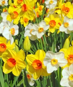 White And Yellow Daffodils paint by numbers