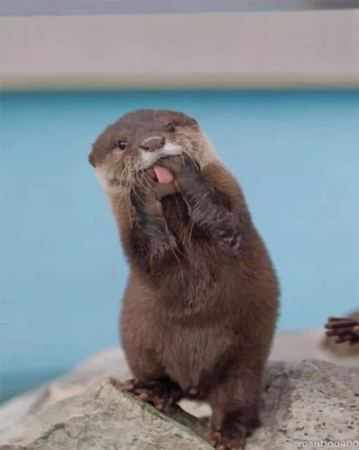 funny-Asian-small-clawed-otter-paint-by-numbers