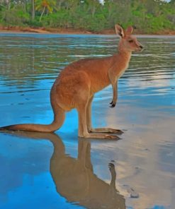 kangaroo-in-the-river