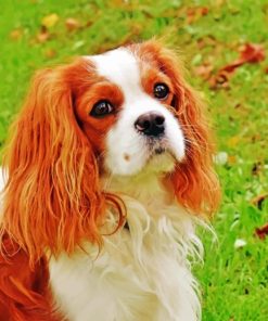 king-charles-cavalier-dog-paint-by-number