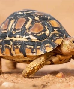 leopard-tortoise-paint-by-numbers