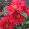 red-camellia-paint-by-numbers