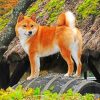 Shiba Inu Paint by numbers