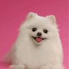 white-pomeranian-paint-by-numbers