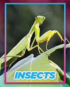 Insects