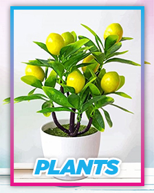 Plants