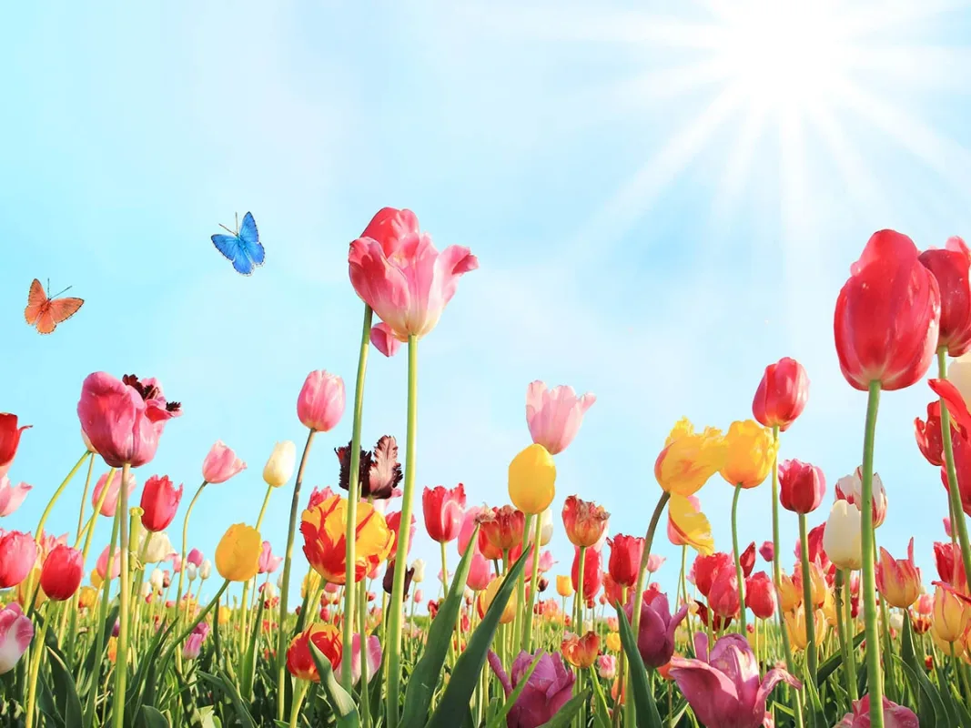 Spring Flowers Field