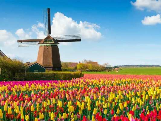 Spring Colorful Tulips Field